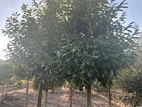 Partij diverse bomen (circa 24 stuks) - afbeelding 18 van  20