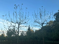 Partij diverse bomen (circa 24 stuks) - afbeelding 2 van  20