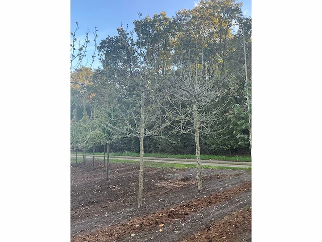 Partij diverse bomen (circa 24 stuks) - afbeelding 4 van  20