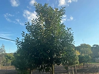 Partij diverse bomen (circa 24 stuks) - afbeelding 5 van  20