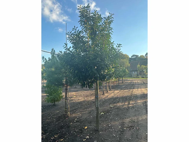 Partij diverse bomen (circa 24 stuks) - afbeelding 6 van  20
