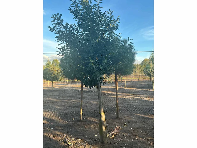 Partij diverse bomen (circa 24 stuks) - afbeelding 8 van  20