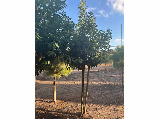 Partij diverse bomen (circa 24 stuks) - afbeelding 10 van  20