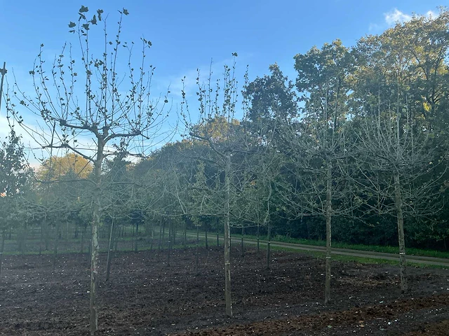 Partij diverse bomen (circa 24 stuks) - afbeelding 1 van  20