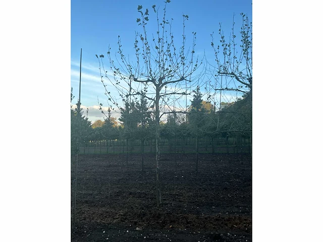 Partij diverse bomen (circa 24 stuks) - afbeelding 13 van  20