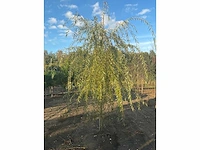 Partij diverse bomen (circa 24 stuks) - afbeelding 12 van  20