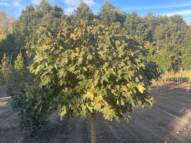 Partij diverse bomen (circa 24 stuks) - afbeelding 18 van  20