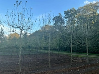 Partij diverse bomen (circa 24 stuks) - afbeelding 20 van  20