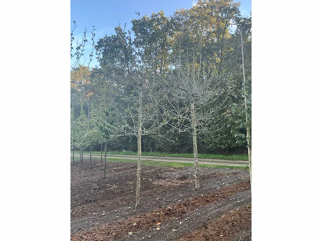 Partij diverse bomen (circa 24 stuks) - afbeelding 3 van  20