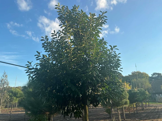 Partij diverse bomen (circa 24 stuks) - afbeelding 5 van  20