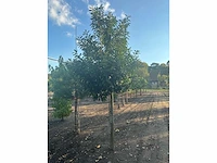 Partij diverse bomen (circa 24 stuks) - afbeelding 6 van  20