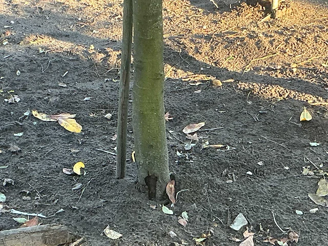 Partij diverse bomen (circa 24 stuks) - afbeelding 7 van  20