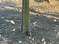 Partij diverse bomen (circa 24 stuks) - afbeelding 7 van  20