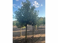 Partij diverse bomen (circa 24 stuks) - afbeelding 9 van  20