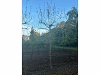 Partij diverse bomen (circa 24 stuks) - afbeelding 11 van  20