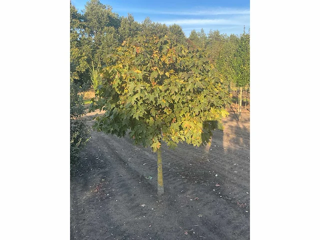 Partij diverse bomen (circa 24 stuks) - afbeelding 14 van  20