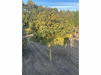 Partij diverse bomen (circa 24 stuks) - afbeelding 14 van  20