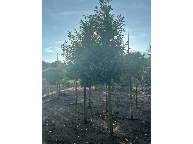 Partij diverse bomen (circa 24 stuks) - afbeelding 16 van  20