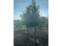 Partij diverse bomen (circa 24 stuks) - afbeelding 16 van  20