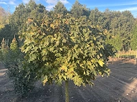 Partij diverse bomen (circa 24 stuks) - afbeelding 18 van  20
