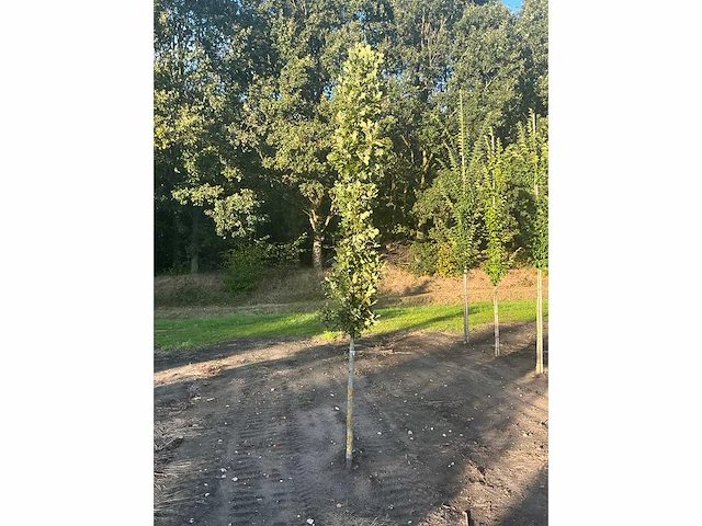 Partij diverse bomen (circa 24 stuks) - afbeelding 19 van  20