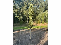 Partij diverse bomen (circa 24 stuks) - afbeelding 19 van  20