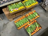 Partij diverse bunch of tullips 7/bun 39cm (60x) - afbeelding 1 van  8
