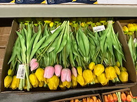 Partij diverse bunch of tullips 7/bun 39cm (60x) - afbeelding 2 van  8