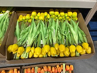 Partij diverse bunch of tullips 7/bun 39cm (60x) - afbeelding 3 van  8