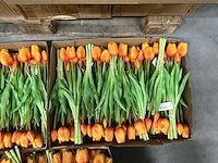 Partij diverse bunch of tullips 7/bun 39cm (60x) - afbeelding 4 van  8
