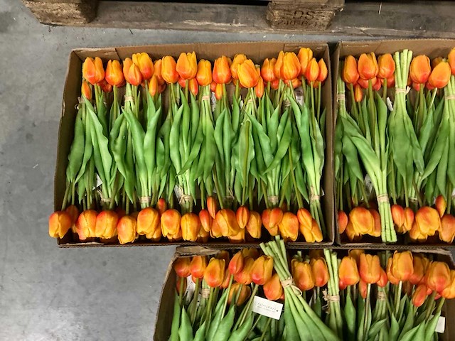 Partij diverse bunch of tullips 7/bun 39cm (60x) - afbeelding 5 van  8