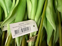 Partij diverse bunch of tullips 7/bun 39cm (60x) - afbeelding 8 van  8