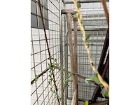 Partij diverse decoratie - afbeelding 5 van  5