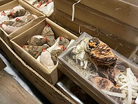 Partij diverse decoratieve dieren beeldjes (690x) - afbeelding 5 van  5