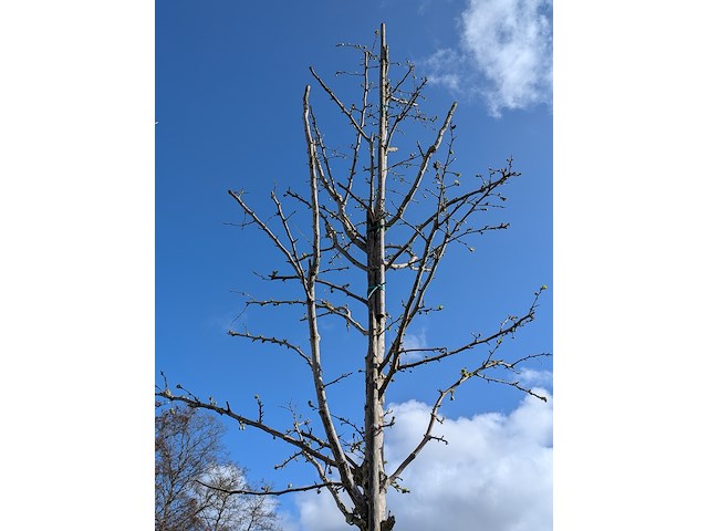 Partij diverse tuinplanten in pot - afbeelding 2 van  32