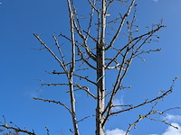 Partij diverse tuinplanten in pot - afbeelding 2 van  32