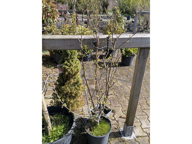 Partij diverse tuinplanten in pot - afbeelding 3 van  32