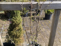 Partij diverse tuinplanten in pot - afbeelding 3 van  32