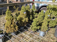 Partij diverse tuinplanten in pot - afbeelding 4 van  32