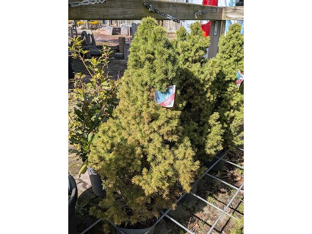 Partij diverse tuinplanten in pot - afbeelding 5 van  32