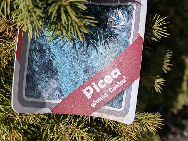 Partij diverse tuinplanten in pot - afbeelding 6 van  32