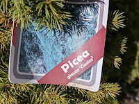 Partij diverse tuinplanten in pot - afbeelding 6 van  32