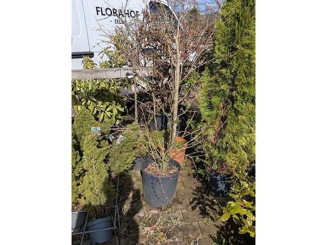 Partij diverse tuinplanten in pot - afbeelding 7 van  32