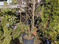 Partij diverse tuinplanten in pot - afbeelding 7 van  32