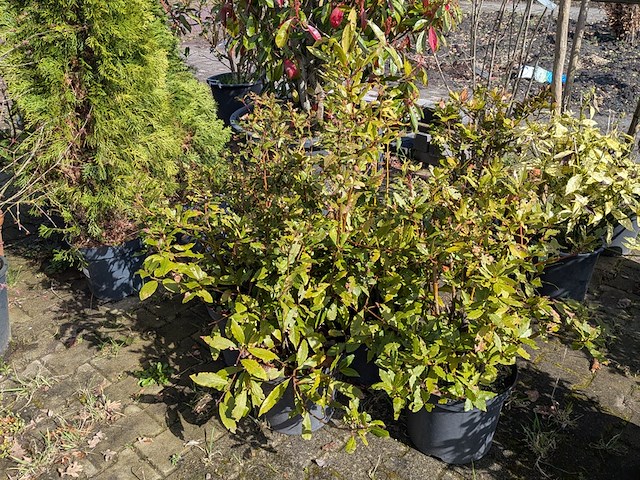 Partij diverse tuinplanten in pot - afbeelding 8 van  32