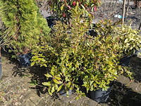 Partij diverse tuinplanten in pot - afbeelding 8 van  32