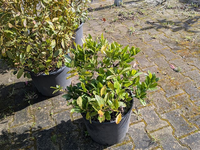 Partij diverse tuinplanten in pot - afbeelding 9 van  32