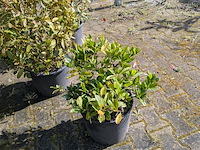 Partij diverse tuinplanten in pot - afbeelding 9 van  32