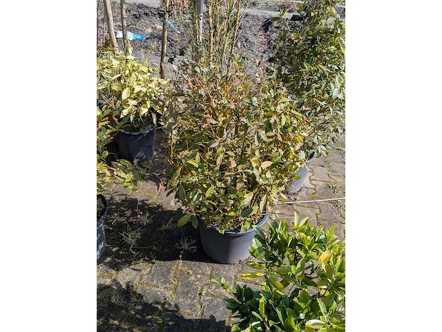 Partij diverse tuinplanten in pot - afbeelding 10 van  32