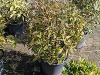 Partij diverse tuinplanten in pot - afbeelding 10 van  32